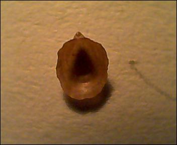 Acmaea virginea?